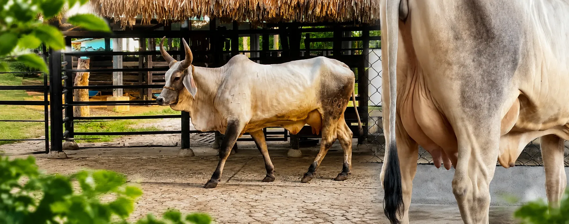 la vaca que rompió récord en el Concurso Lechero