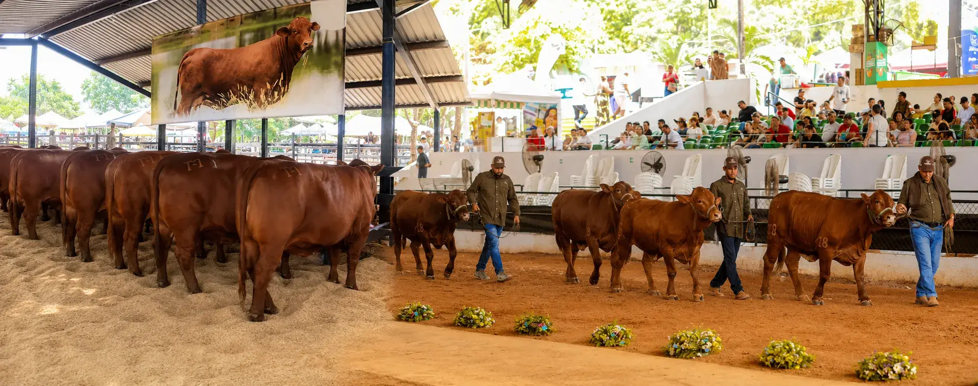 Asociación Beefmaster de Colombia