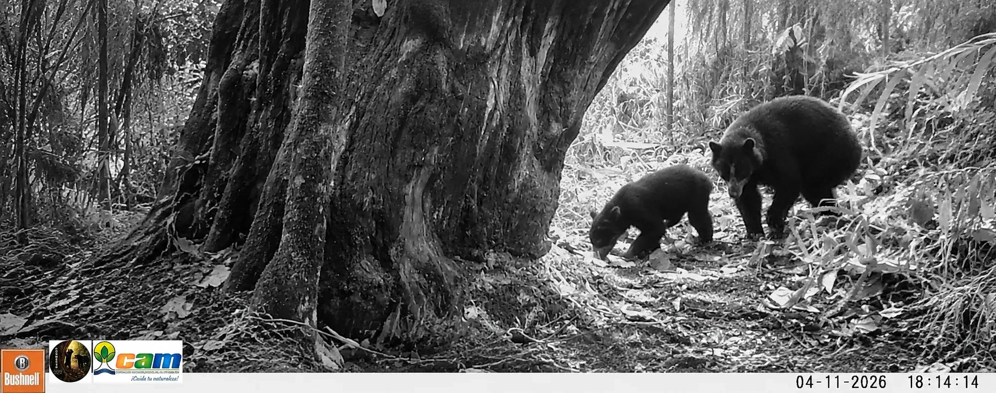 oso andino en Huila