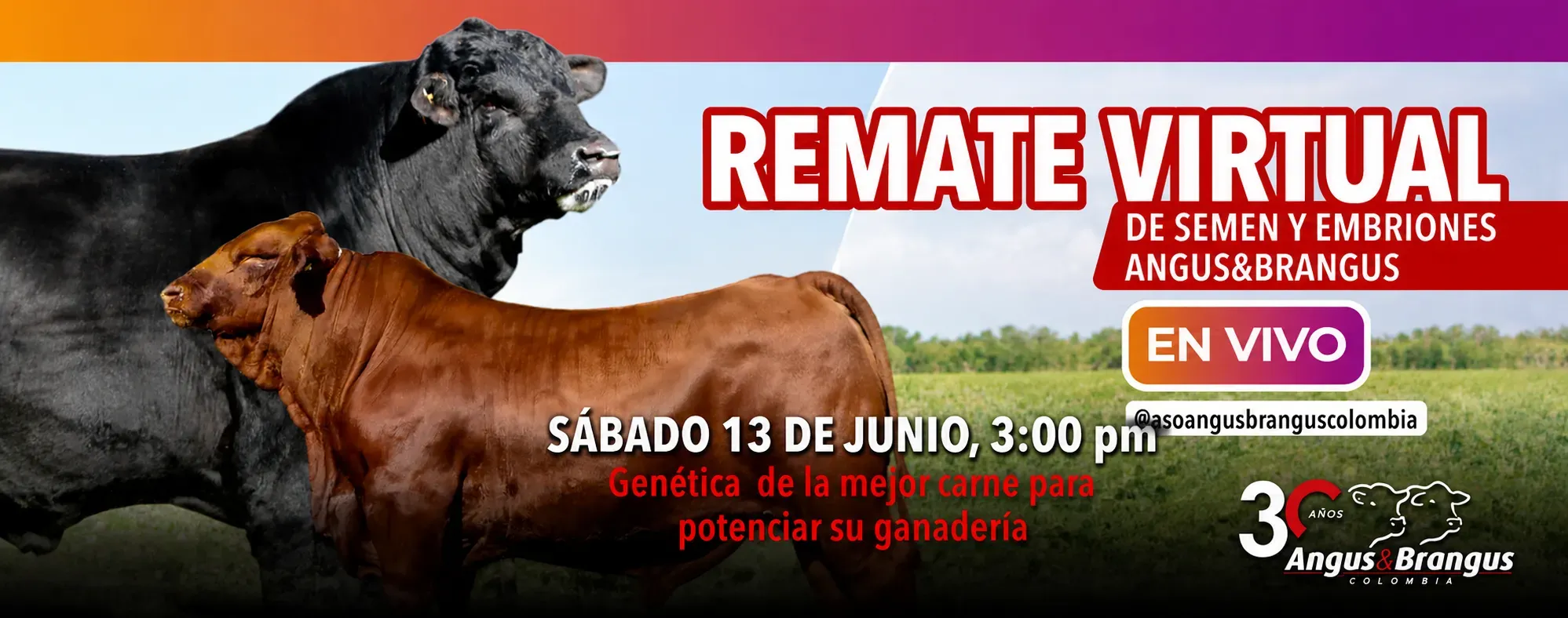 Raza Angus y Brangus
