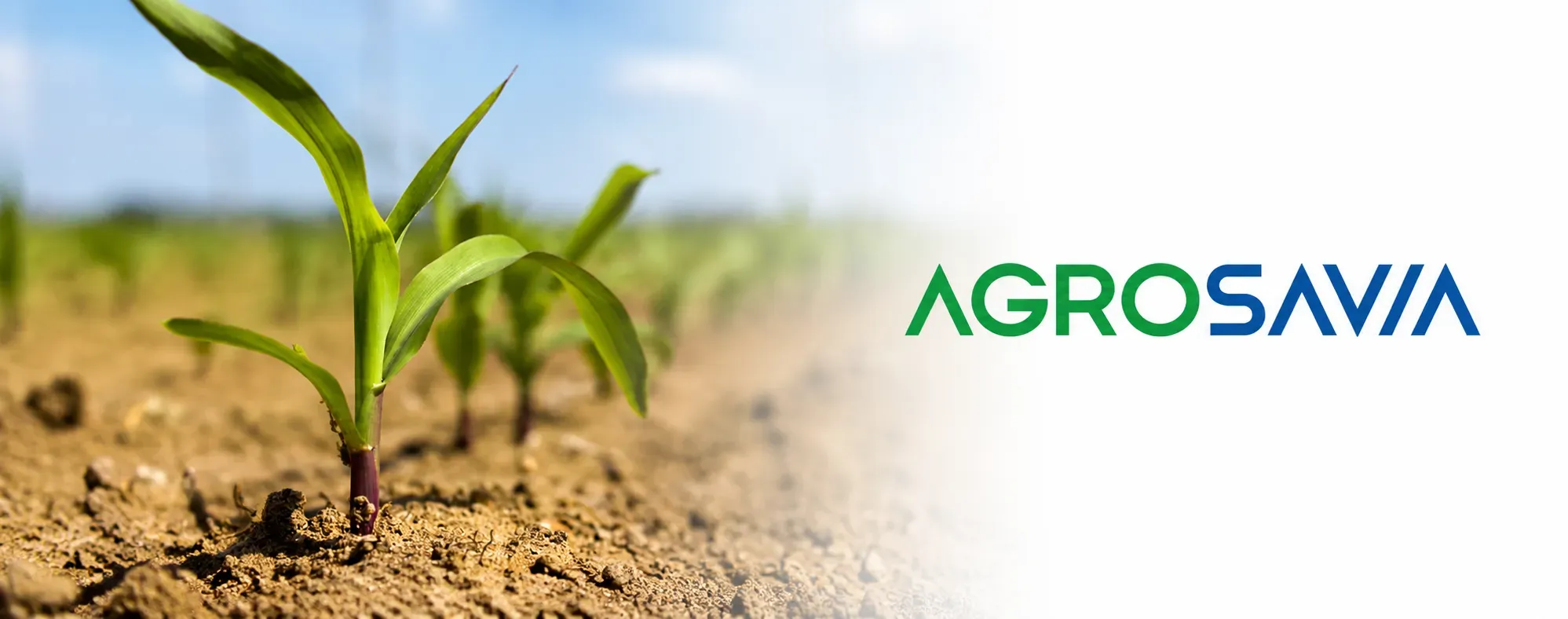 Colombia necesita más investigación en transferencia de conocimiento y tecnológico, según director de Agrosavia