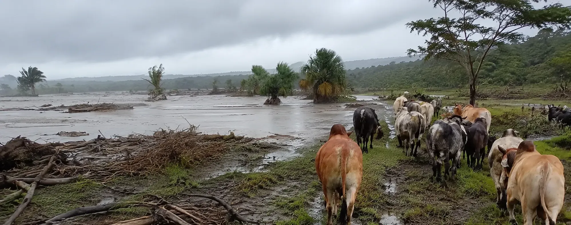 familia ganadera en Arauca