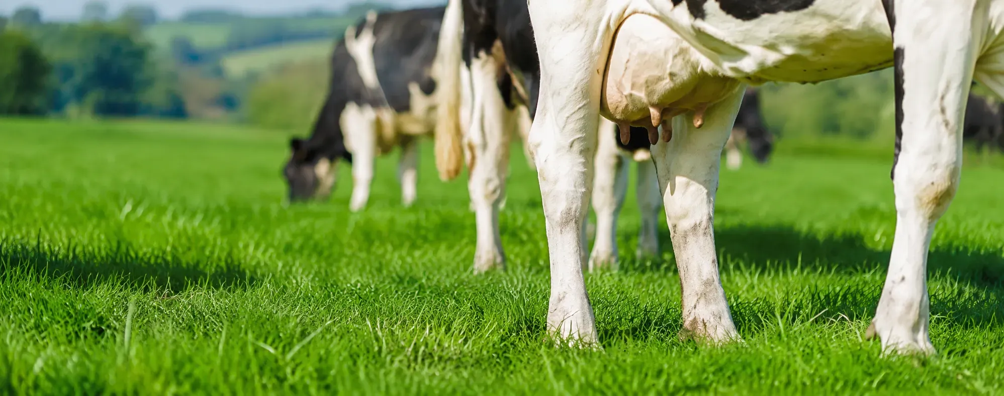 ¿Qué impacto tiene la desviación en las patas de las vacas?