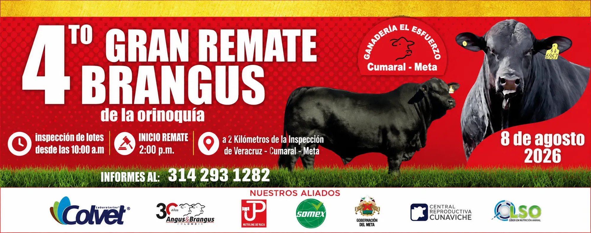 Brahman al Brangus