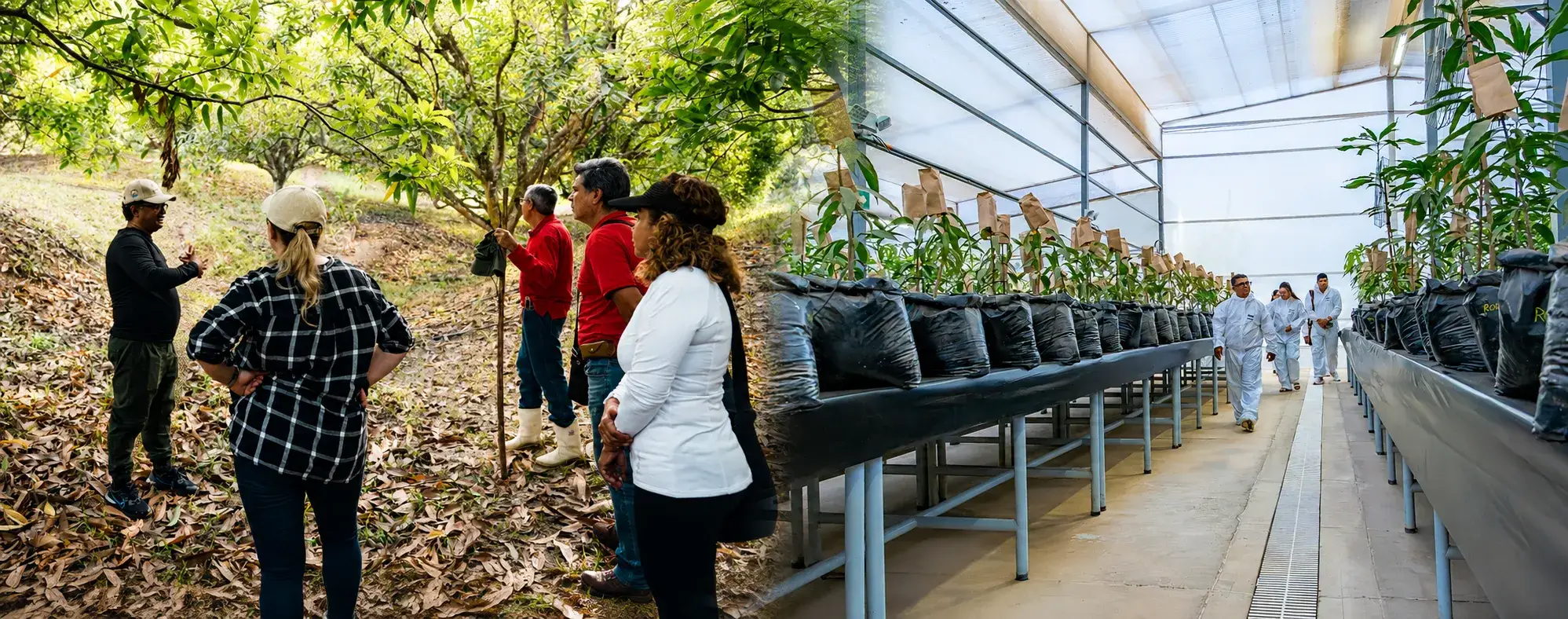 Ingeniería Agronómica