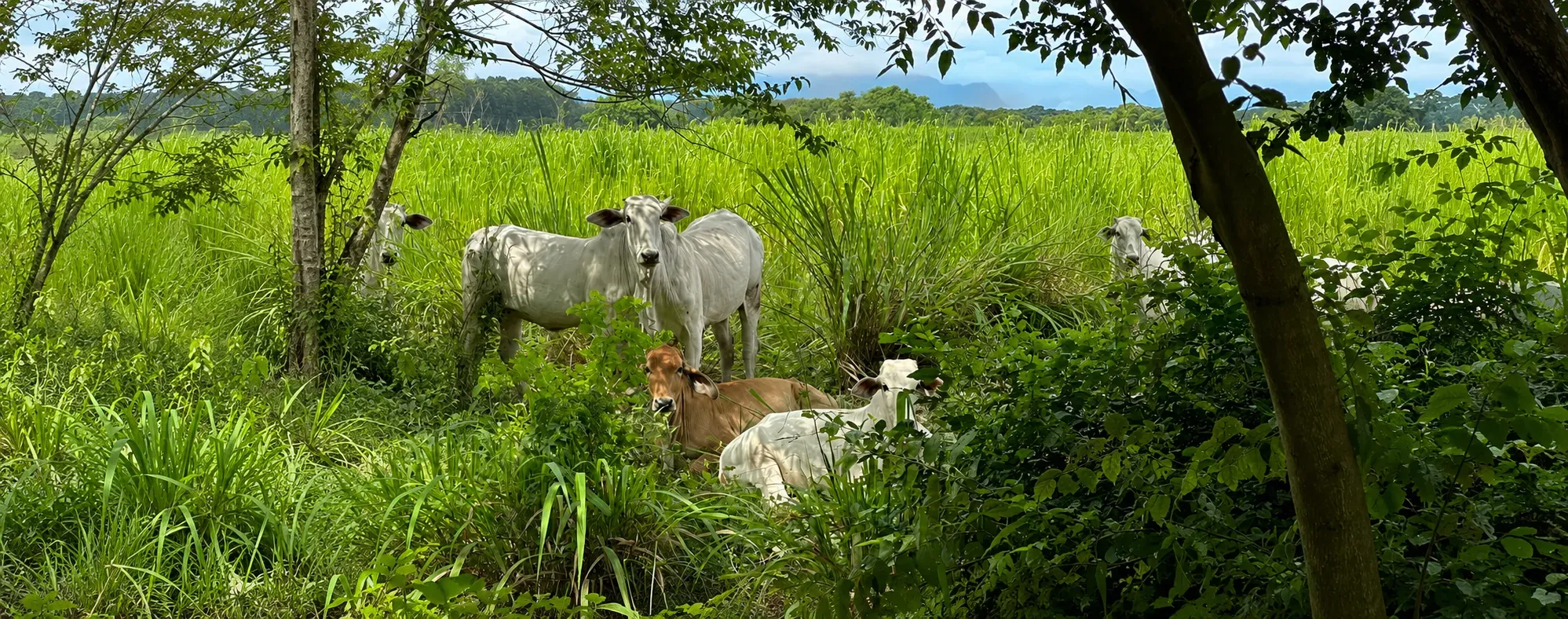 FAO aprueba hoja de ruta mundial