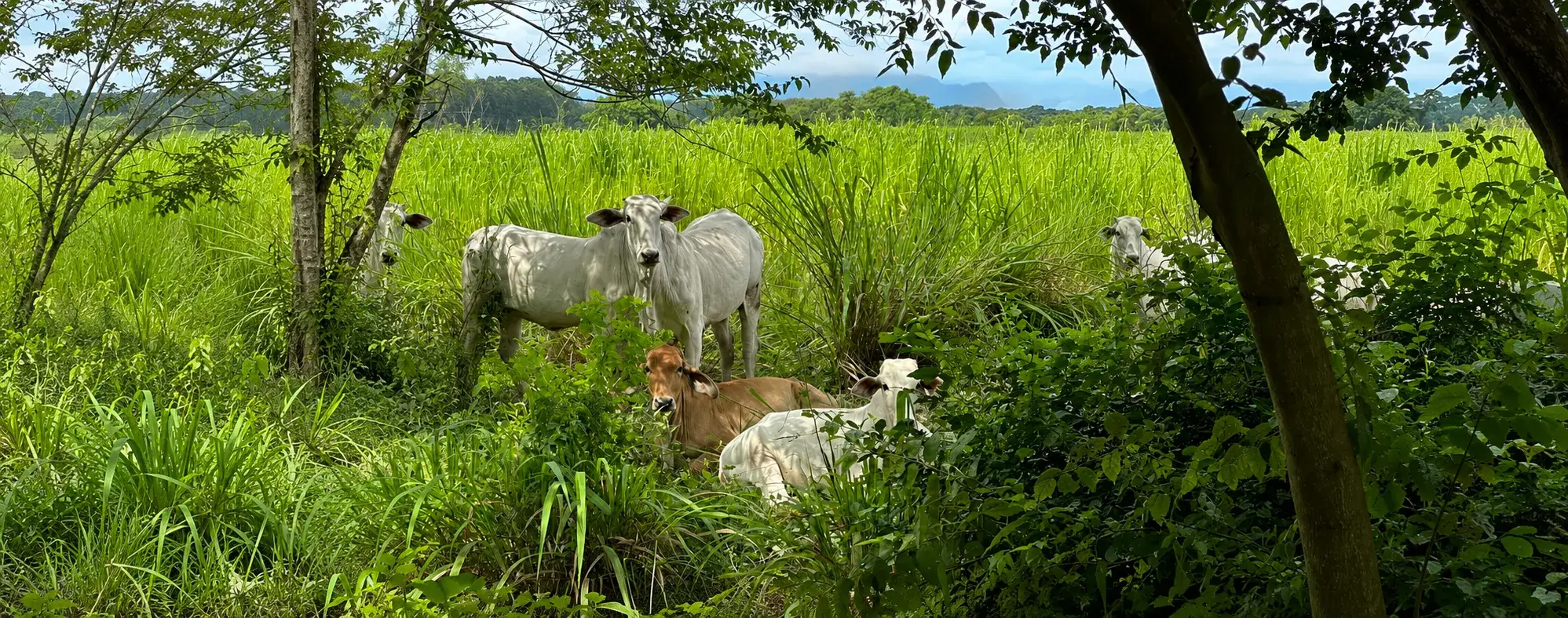 FAO aprueba hoja de ruta mundial