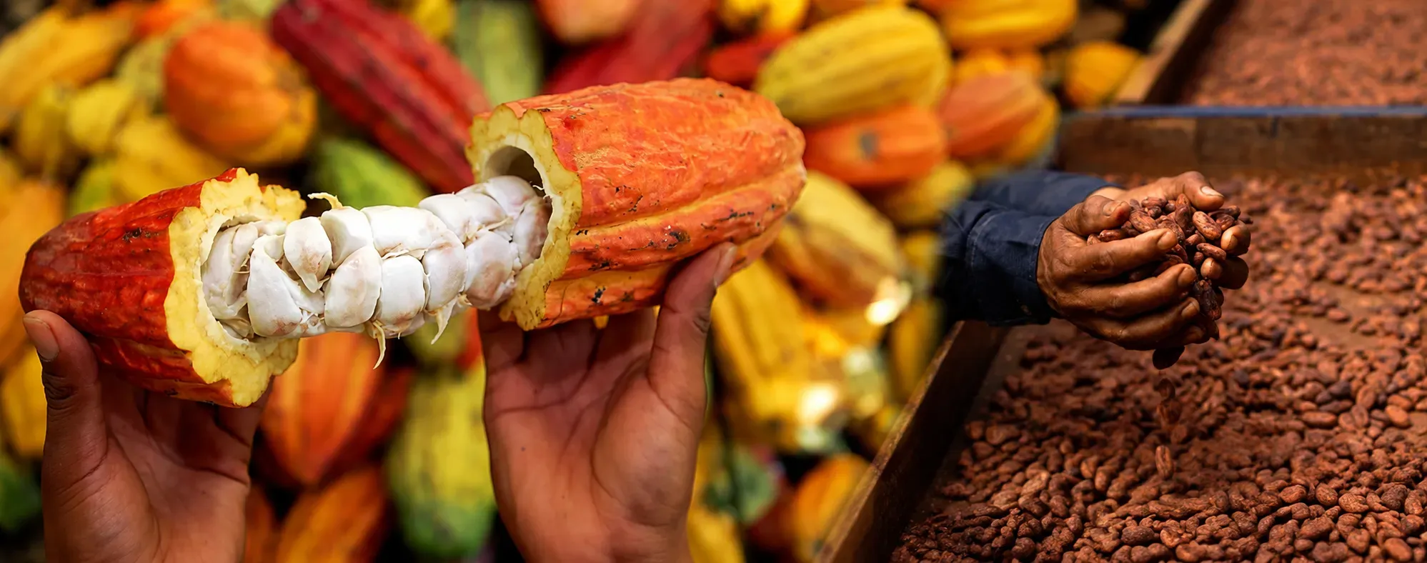 Premios Cacao de Excelencia 2027