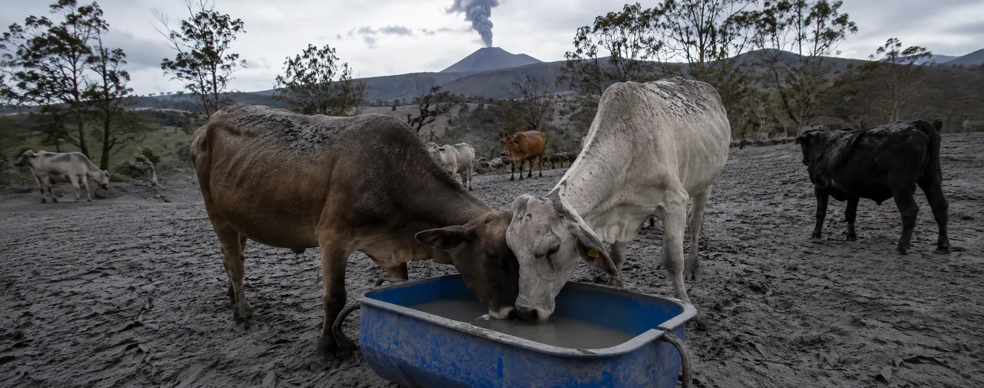caída de ceniza también afecta al ganado