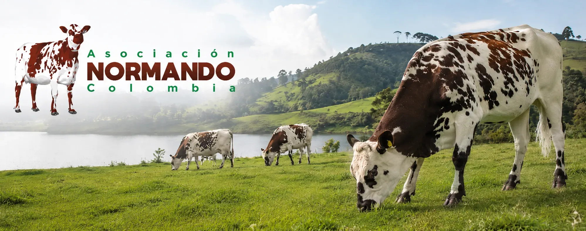 Toro normando colombiano