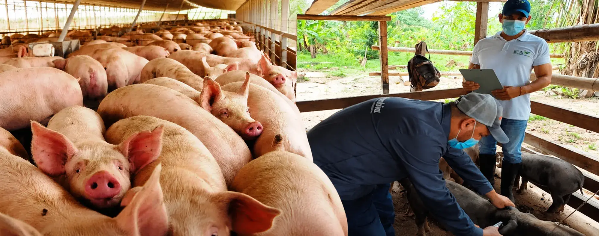Porkcolombia