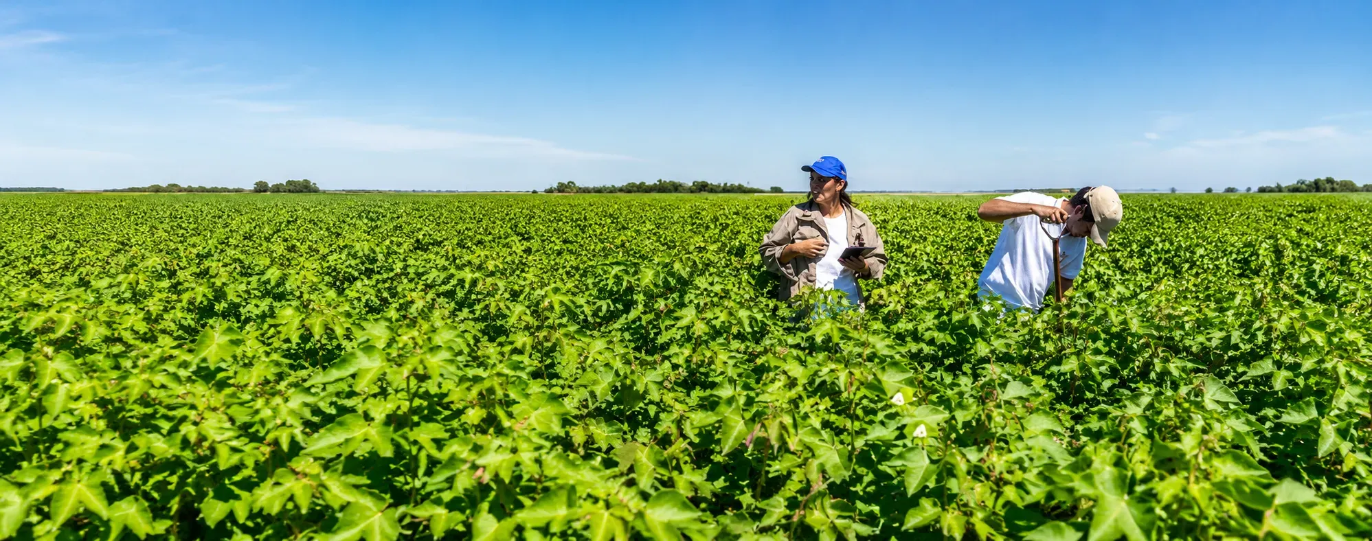 El Caribe colombiano tiene potencial agropecuario