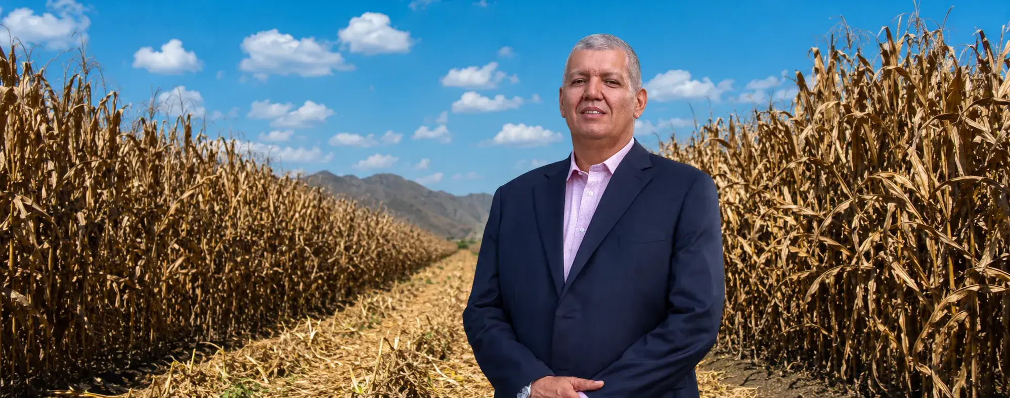Están en riesgo más de 10.000 hectáreas de maíz en el Tolima