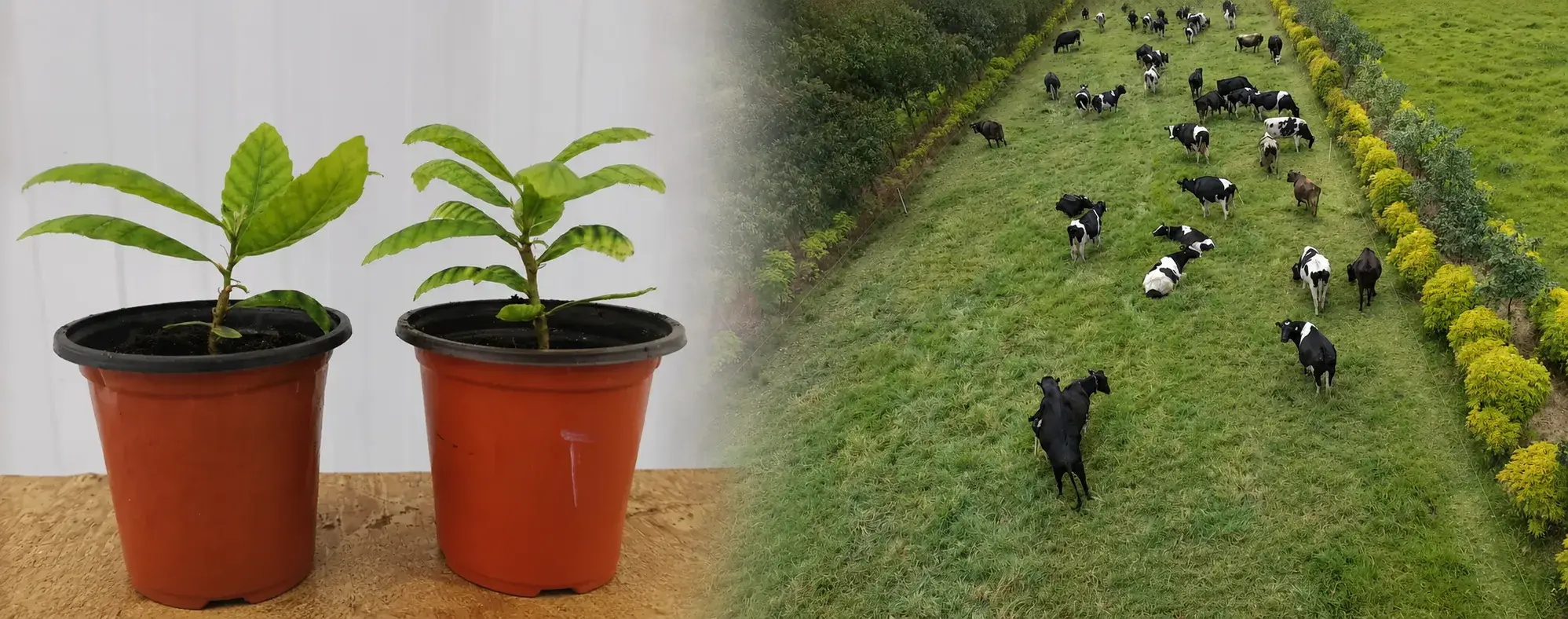 La primera edición genética exitosa de un árbol forestal