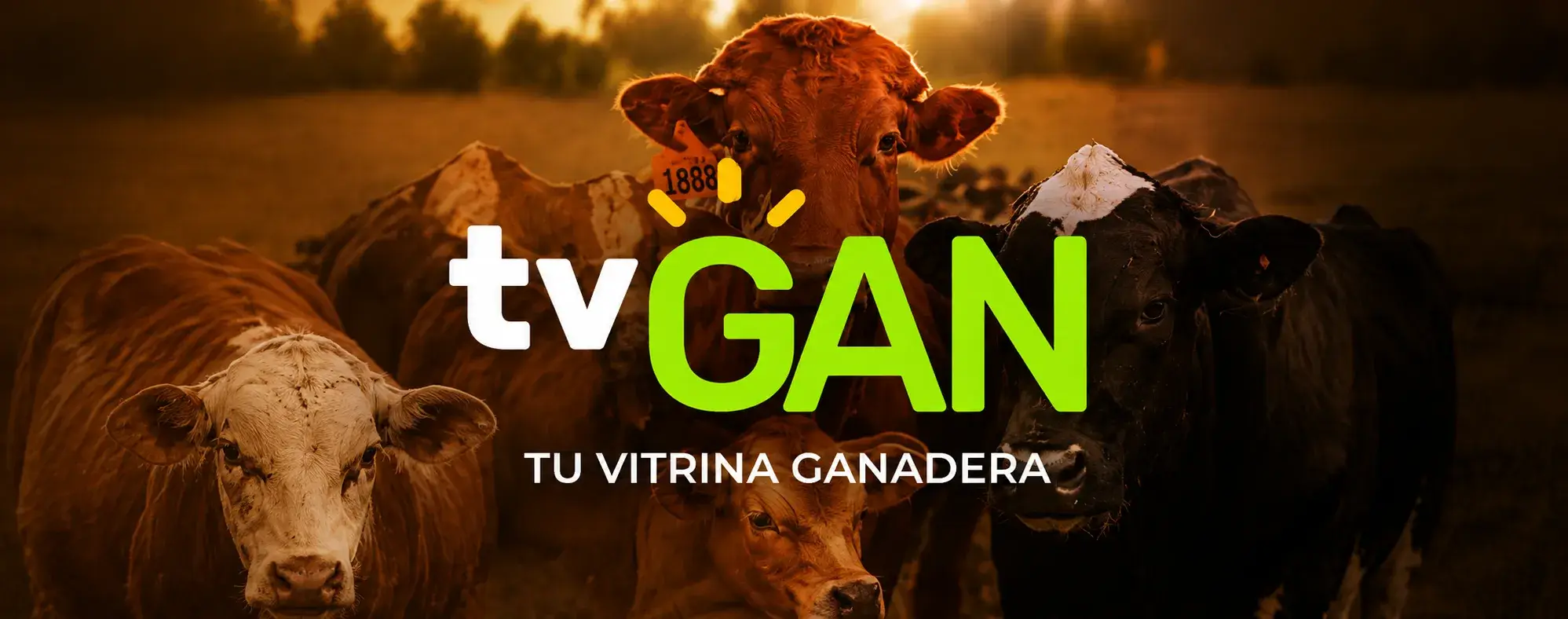 Lo que trae TVgan en el mes de julio