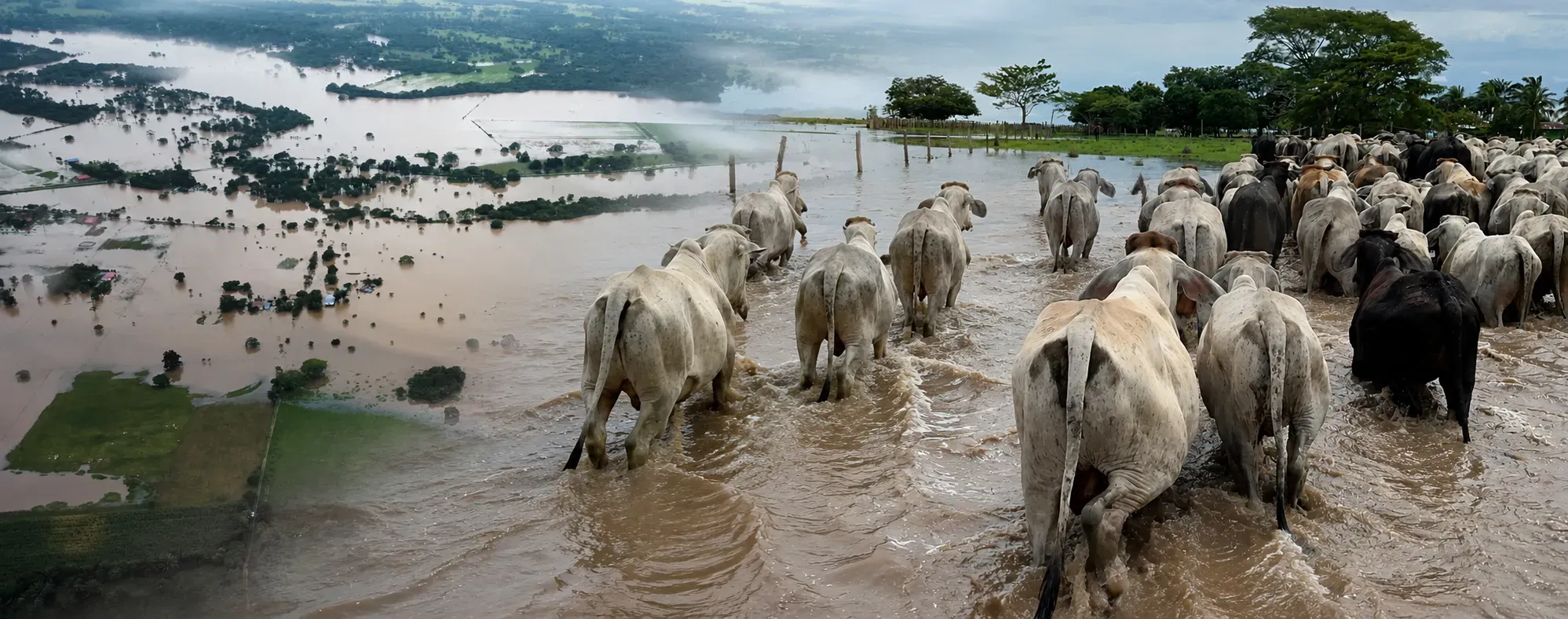 los pastos de Casanare