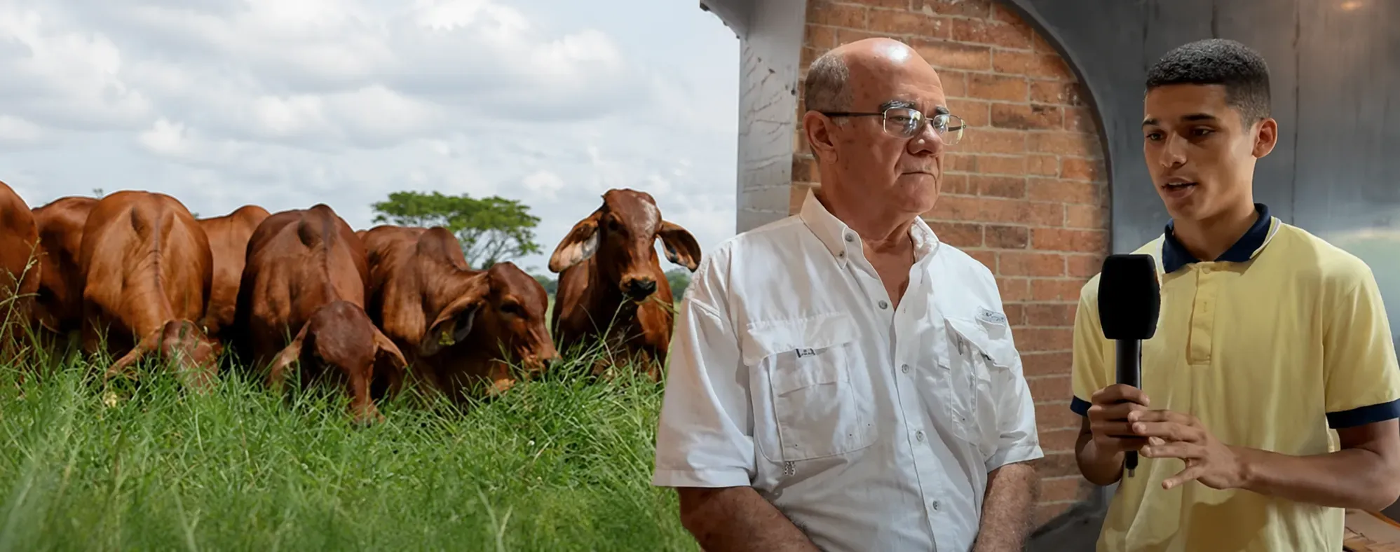 producción bovina