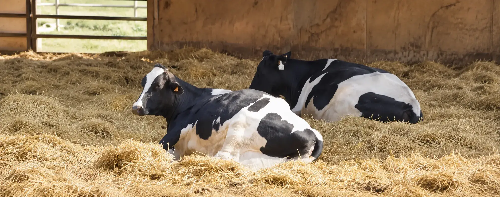 Importancia del tiempo de descanso en la vaca de leche