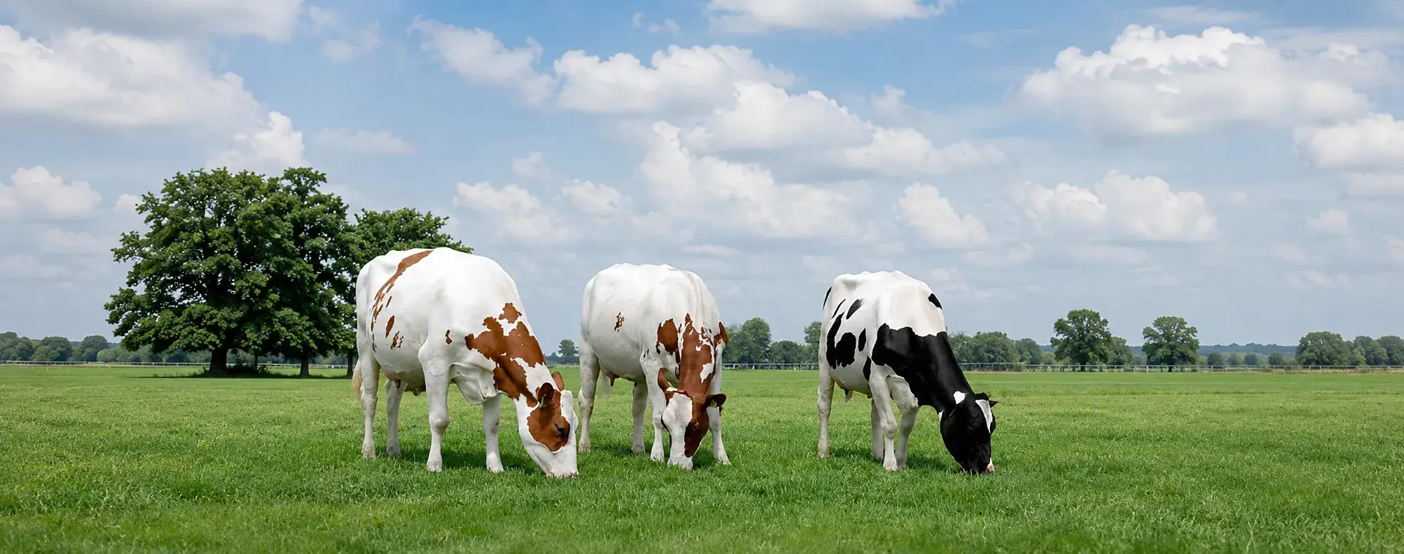 Raza Holstein