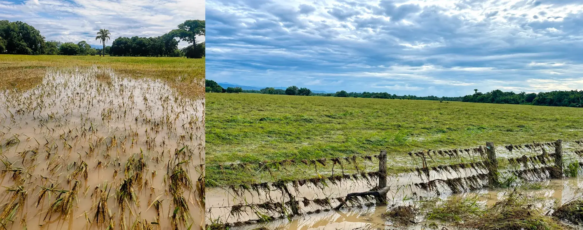 cultivos de arroz en Arauca y Casanare