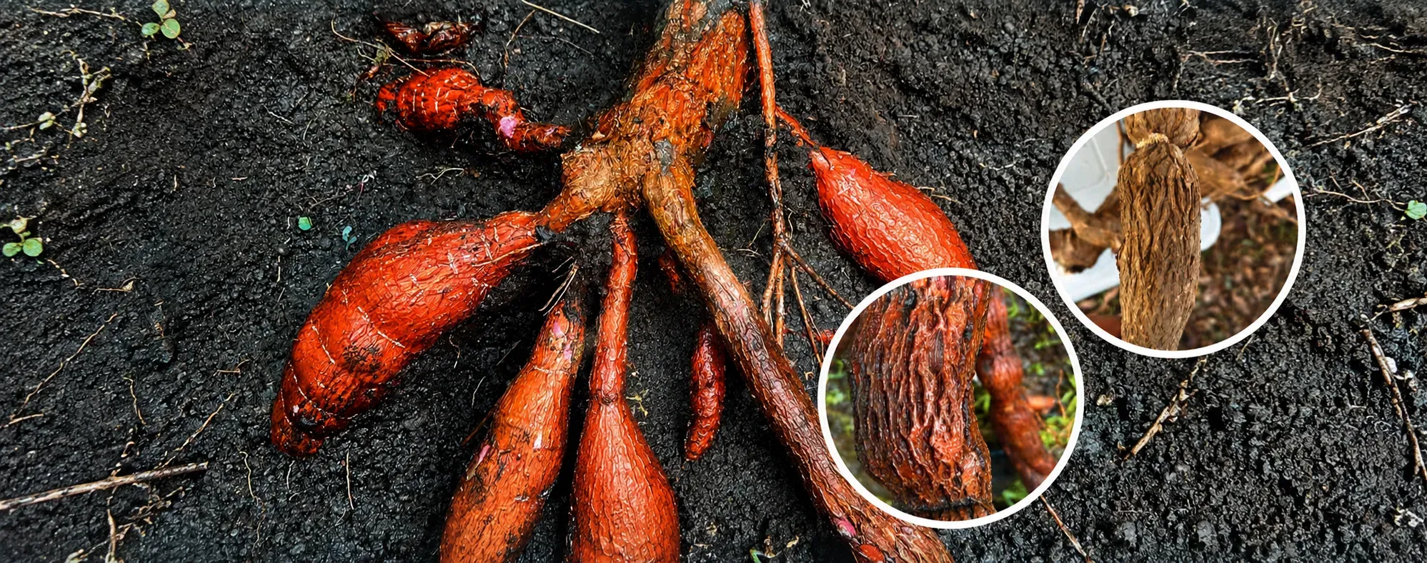 Cuero de sapo