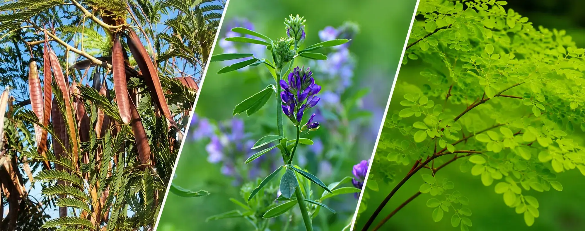 forrajes con mayor contenido de proteína