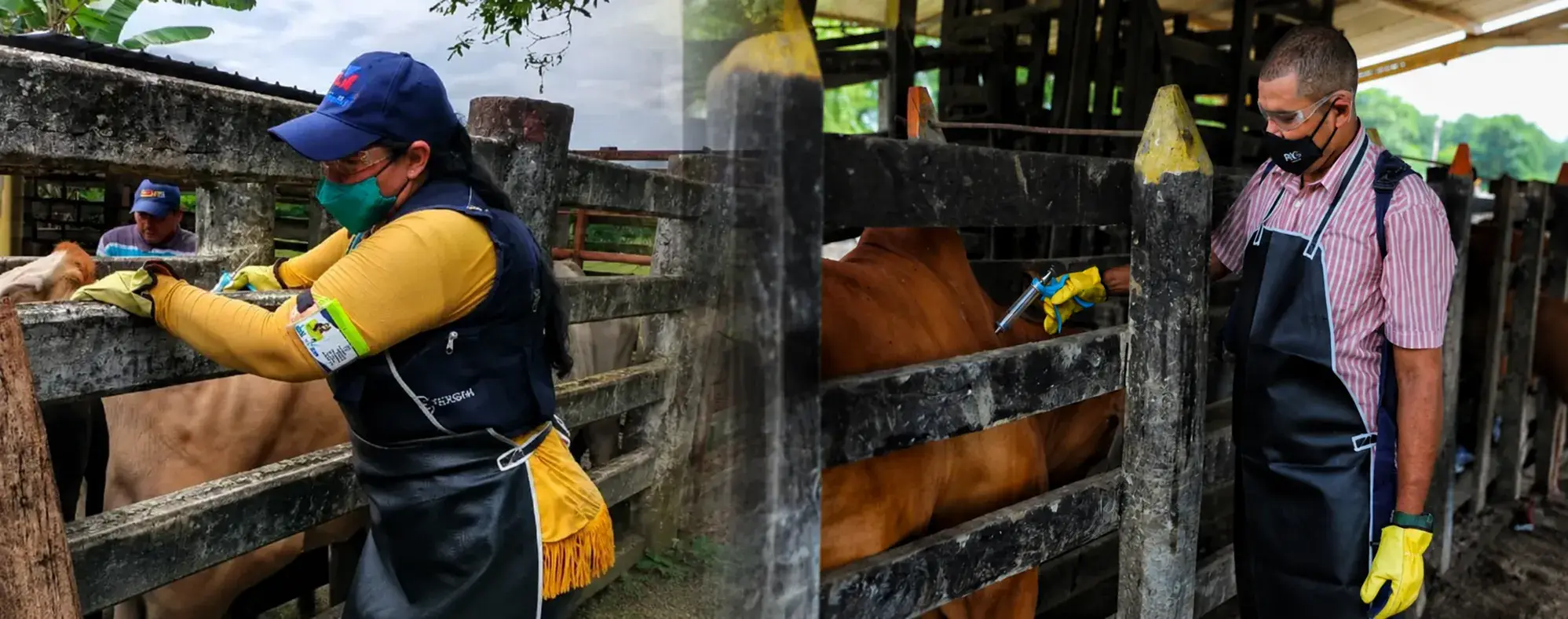 Colombia logró proteger su estatus sanitario al vacunar contra fiebre afosa el 99%