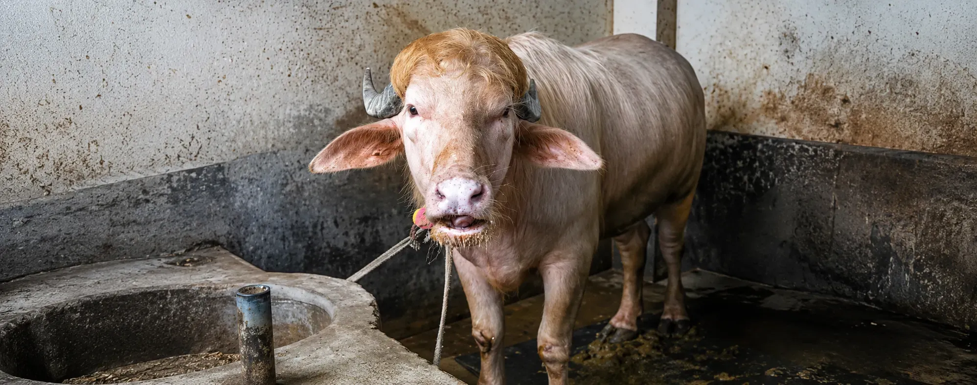 Búfalo albino que se salvó de ser sacrificado en India
