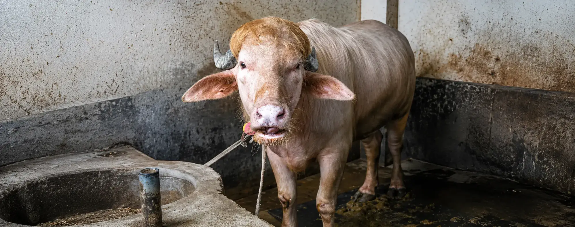 Búfalo albino que se salvó de ser sacrificado en India