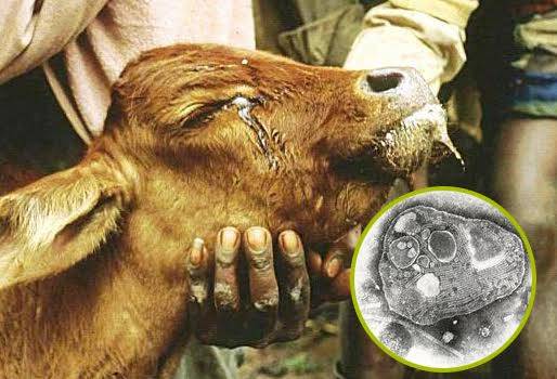 peste bovina laboratorios