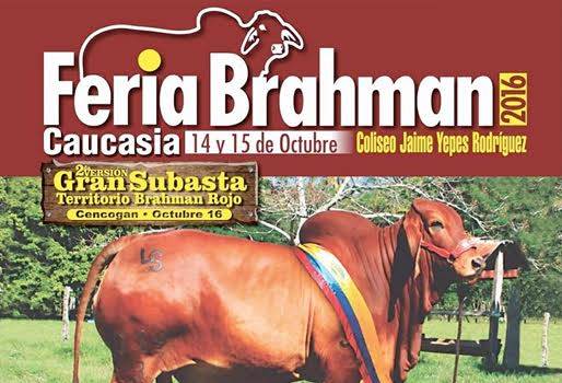 Feria Ganadera y Equina de Caucasia, Feria Ganadera de Caucasia, celebración día del ganadero en Caucasia, juzgamiento bovino, festival equino de  Caucasia