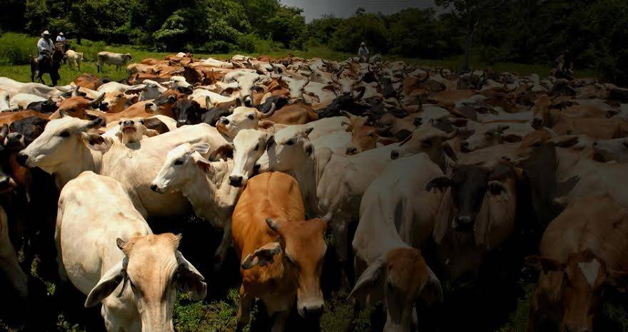 ICA, censo bovino 2018, Cuenta Nacional de Carne y Leche (CNCL), Brucelosis Bovina, Ganadería, Ganadería colombiana, noticias ganaderas, noticias ganaderas colombia, CONtexto ganadero