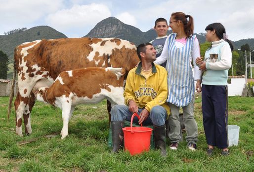 Fundagán y Claro han entregado 34 vacas por la paz en Nariño y La Guajira, lo que benefició a 49 familias. Foto: Fundagán. Lafaurie entregará vacas por la vacas en Córdoba