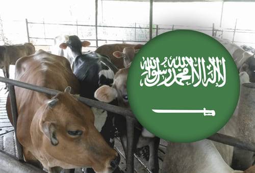 Ganadería, ganadería colombia, noticias ganaderas, noticias ganaderas colombia, CONtexto ganadero, Arabia Saudita, ganado en pie de colombia a arabia saudita, exportacion de ganado en pie desde colombia a arabia, exportaciones de colombia a arabia saudita, ICA, ica colombia, empresas que envian ganado en pie a arabia saudita, expoganados