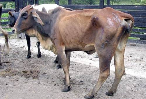 Hemoparásitos en ganaderías, hemoparásitos en bovinos, Tripanosoma ganado Colombia, tripanosomosis, tripanosomosis Colombia, Tripanosomosis bovina, síntomas de la tripanosomosis, Anaplasmosis, anaplasmosis bovinos, anaplasma, anaplasmosis Colombia, Instituto Colombiano Agropecuario, ICA, CONtexto ganadero, ganaderos colombia, noticias ganaderas colombia