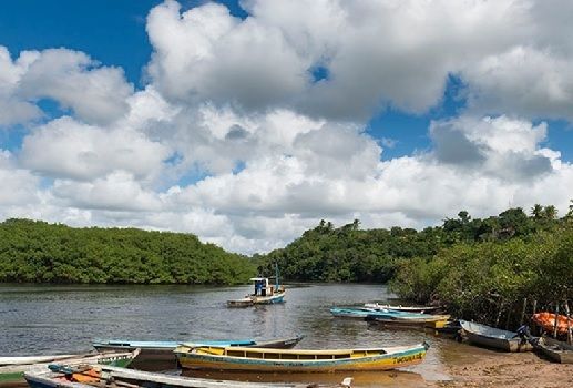 Banco Mundial, 5 razones para cuidar los manglares, Reservorios de biodiversidad,  muro natural para proteger las costas, los manglares están desapareciendo a gran velocidad, Contexto ganadero, noticias ganaderas