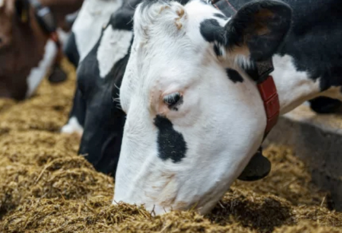 En qué consiste la nutrición de precisión en bovinos | CONtexto Ganadero