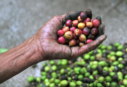 El pago del PIC se daría a través de los compradores autorizados por la FNC. Foto: AFP/Archivo Héctor Retamal. Pago PIC Colombia