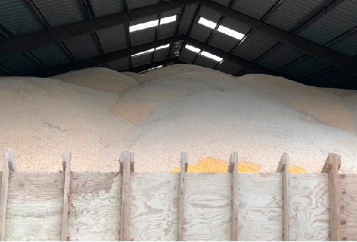 USA, Soya, granjero de Estados Unidos, soya, cosecha de soya llega al 90 %, altos inventarios de soya, altos costos de almacenamiento, China, guerra comercial entre Estados Unidos y China, Donald Trump, Xi Jinping, Chat Hart, subsidios de 12 mil millones de dólares para estos productores, Ganadería, ganadería colombiana, noticias ganaderas, noticias ganaderas Colombia, CONtexto ganadero