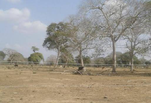 Productores del Bajo Cauca, almacenaje de agua, producción de henos y silos, reservas, provisiones, clamor internacional, producir comida todo el tiempo, CONtexto Ganadero, noticias de ganadería colombiana.