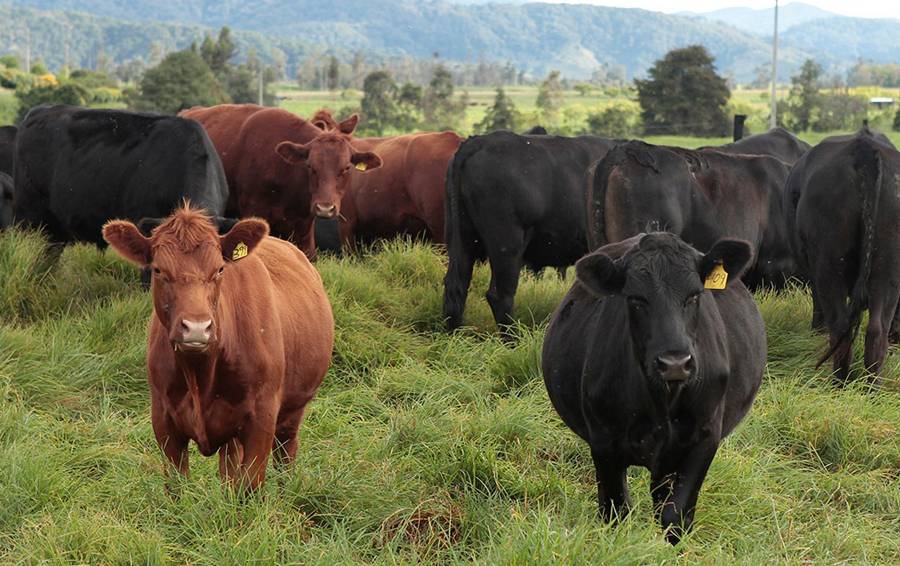 Quindío Adelantará Importante Proyecto De Mejoramiento Genético Contexto Ganadero 8381