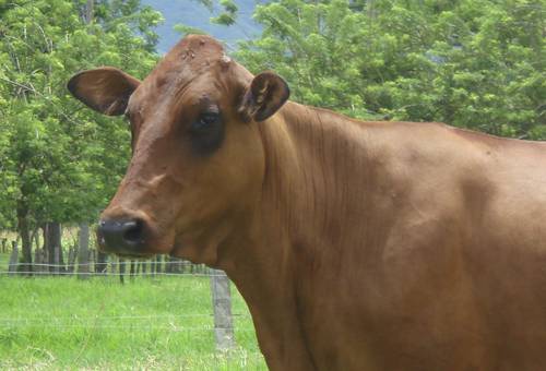 hartón del valle, Razas criollas, Agrosavia, Corpovalle, Diarrea Viral Bovina, rinotraqueitis infecciosa bovina, Leptospirosis, Leucosis viral bovina, Brucelosis, tuberculosis, campilobacteriosis, neosporosis, tricomoniasis, inseminación artificial, IATF, Ganadería, ganadería colombia, noticias ganaderas colombia, CONtexto ganadero