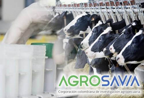 Agrosavia, capacitaciones de Agrosavia, calidad de la leche, ganaderos de Nariño, taller la calidad de leche desde la salud animal