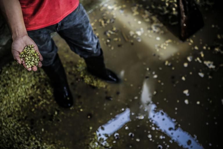 El proyecto ganador recibirá hasta £ 200 mil libras esterlinas para continuar con su investigación. Foto: Shutterstock. Colombia, reino unido, Dr. Peter Tibber, Dr. Peter Tibber Embajador Británico en Colombia, Fondo Newton-Caldas del gobierno del Reino Unido, Café, proyecto galardonado con el premio Newton Prize, Sistemas bioelectroquímicos para reducir el impacto ambiental de la agroindustria del café, Embajador, Lina María Agudelo-Escobar, Dr. Claudio Avignone-Rossa, Ganadería, Ganadería colombiana, noticias ganaderas, noticias ganaderas colombia, CONtexto ganadero