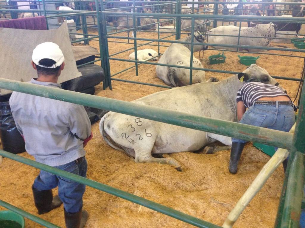 agroexpo 2015 ganadería colombia