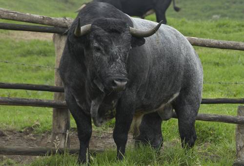 ecografia en toros