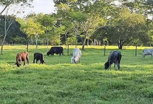 ganadería, ganadería colombia, noticias ganaderas, noticias ganaderas colombia, contexto ganadero, repoblamiento bovino, repoblamiento bovino en la Mojana, entrega de novillas preñadas, entrega de novillas preñadas en la mojana, tanque de enfriamiento de leche en la Mojana