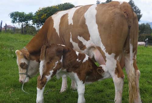 Simmental, holstein, Criadero, Villa Rosita, cruces, ubre, vacas, machos, toros, mejoramiento genético, producción de leche, calidad, doble propósito, rusticidad, longevidad, corvejón, embriones, alimentación, nutrición, costos, preñez, musculatura, partos, tercio medio, costillar, Ganadería, ganadería colombia, noticias ganaderas colombia, CONtexto ganadero