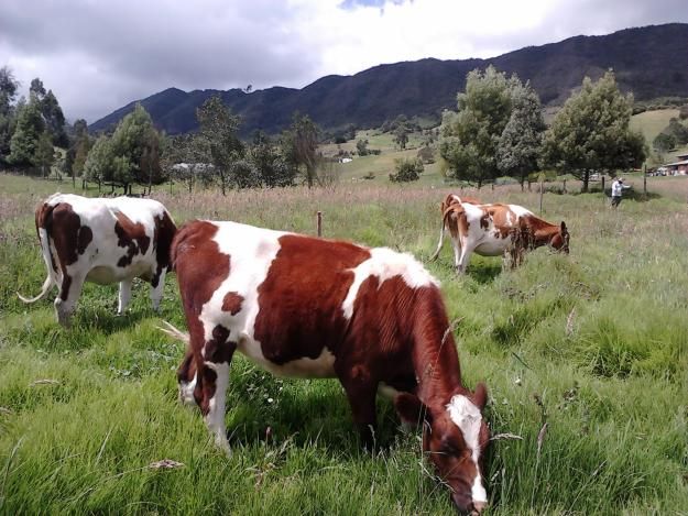 Durante las jornadas se tratarán temas como el control integrado de plagas y reproducción animal. Foto: Alcaldía de Arauca. Jornadas Sanitarias