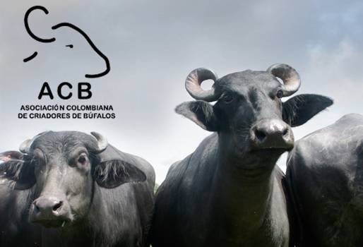 Asobúfalos Colombia 2016